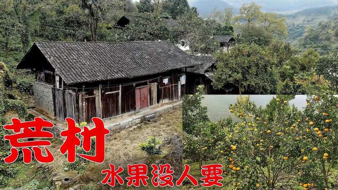 实拍贵州大山深处的无人村,房前屋后满地水果烂地里,真的好可惜