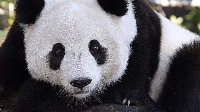 [图]冲澡时间到！熊猫泰山和奶妈有爱互动，开心得直打滚儿，好萌呀！