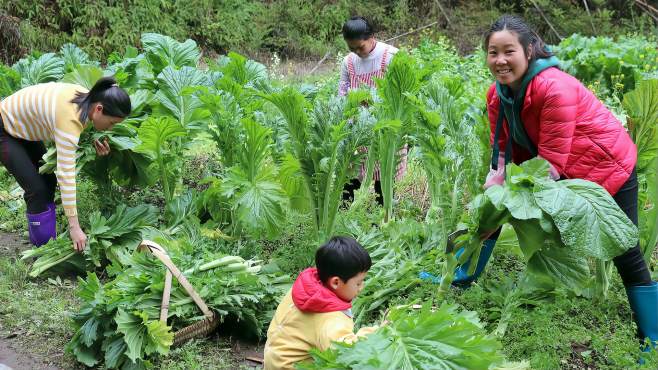 [图]家里的大头菜丰收了，长得比小宝还高，摘了好几框回去做酸菜