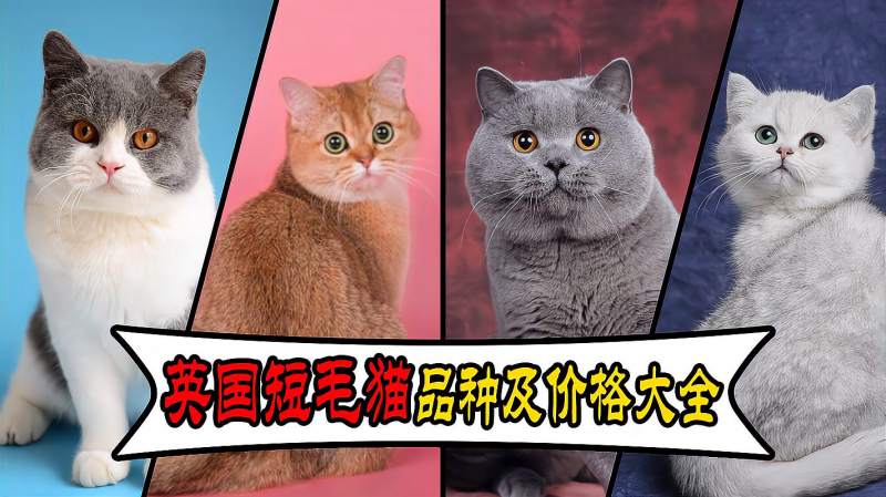 英国短毛猫品种及价格大全