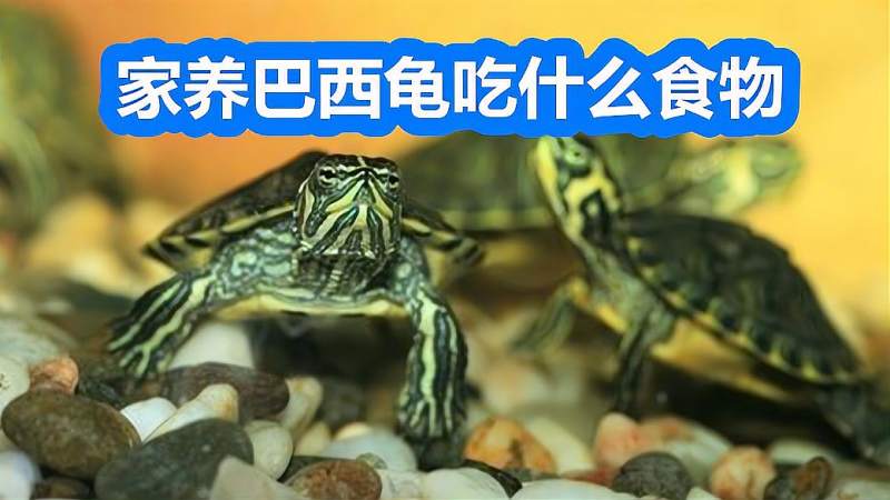 家养巴西龟吃什么食物喂食应注意些什么