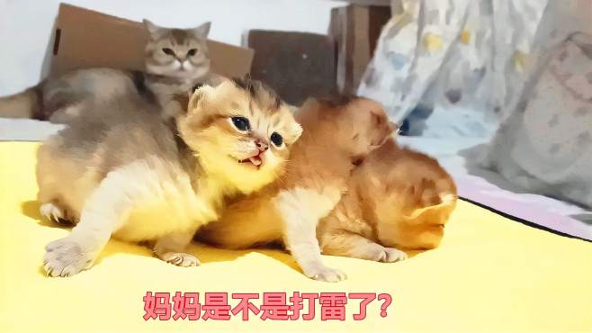 [图]主人帮看小奶猫，没心没肺的猫妈竟打起响亮的呼噜，听着太搞笑了