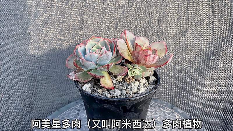 阿美星多肉又叫阿米西达多肉植物是景天科拟石莲属的多肉