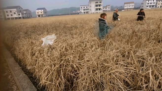 [图]今天三个人到田里撵鸭子，在外面几个月了