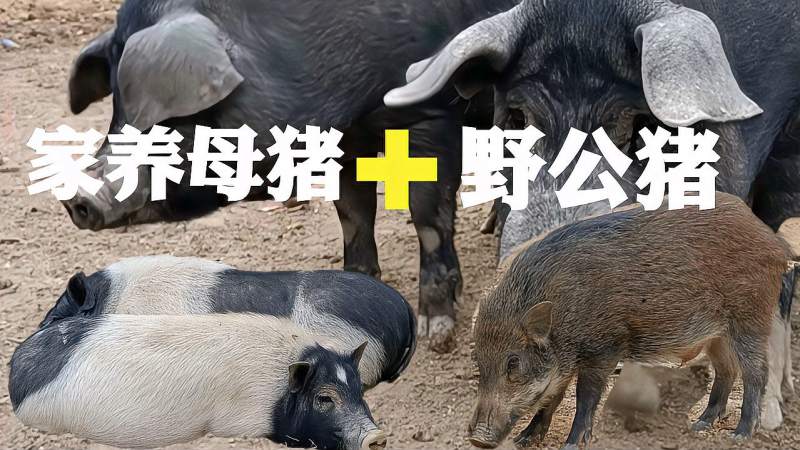 家猪群里被放入了一只野公猪,养殖户说是为了配种,结果会怎样呢,自然,动物,好看视频