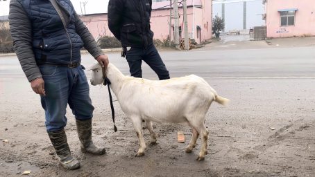 陕西小伙学习挤羊奶 手法大有学问 一只羊足足能产6斤 三农 农民生活 好看视频