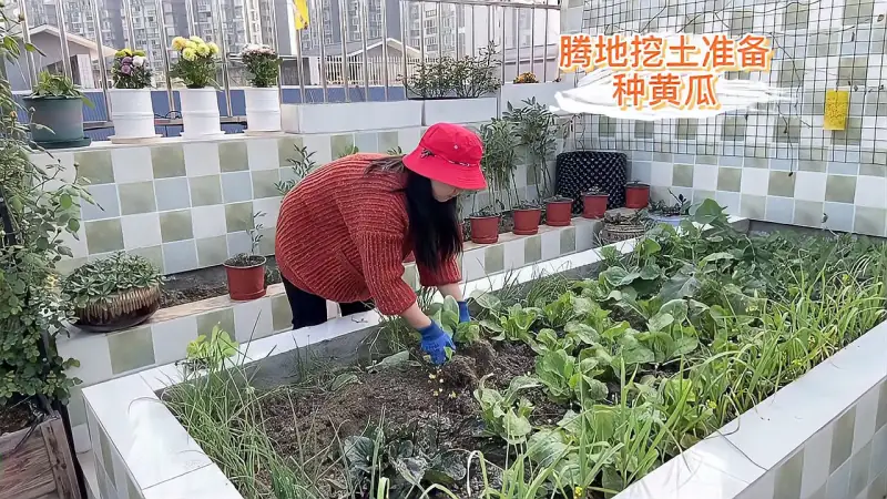 拔掉菜苔腾地准备种黄瓜苦瓜四季豆捡出之前垫在土里有害的纸壳 家居 园艺 好看视频