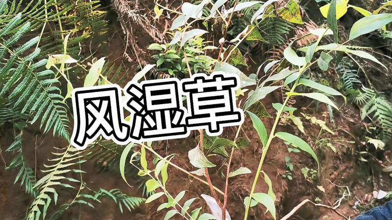 贵州深山里的风湿草以前的老人常常用来泡脚据说功能很强大