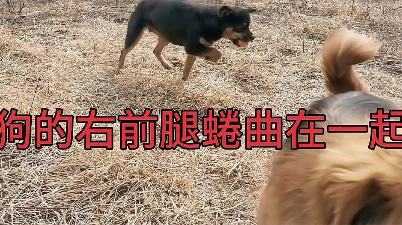 黑狗的右前腿蜷缩在一起了也不知道是什么问题揪心啊