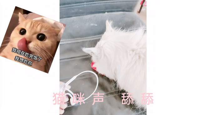清子声控助眠猫咪舔麦