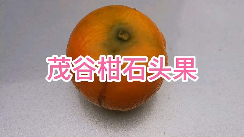 茂谷柑石头果的来由柑橘僵果有办法治理吗