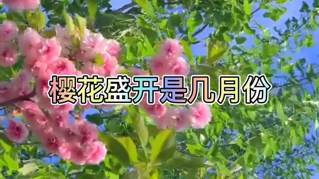 [图]樱花盛开是几月份，3月花开得最好