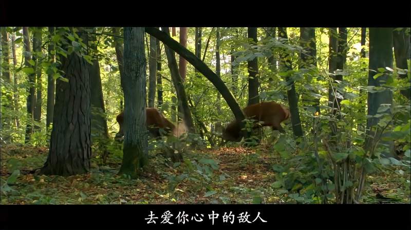 《梦》谢安朔诵,超清,文化,宗教,好看视频
