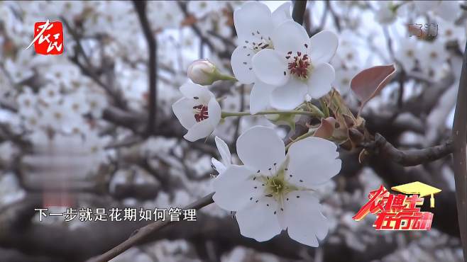 [图]梨树花期及落花后如何管理？