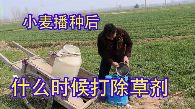 [图]这才是小麦打除草剂的最佳时间，很多农民朋友弄错了，说得很彻底