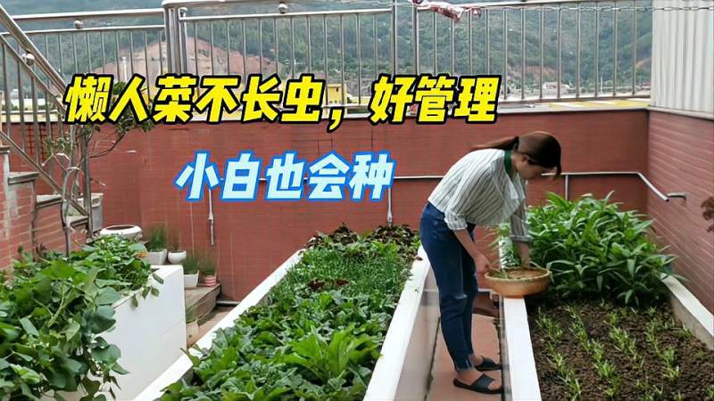 阳台种上这5种懒人菜每天青菜不用愁很适合小家庭种
