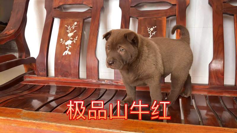 中华田园犬精品山牛红可遇不可求