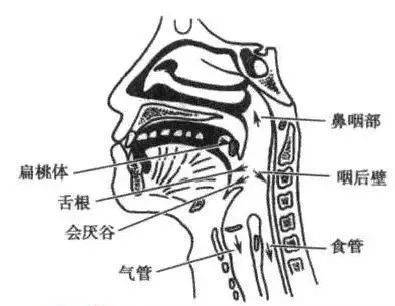 咽喉管道图图片