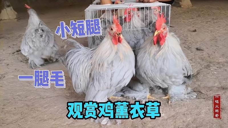 农村小伙养殖的观赏鸡身高20公分颜色像薰衣草一脚毛像扇子