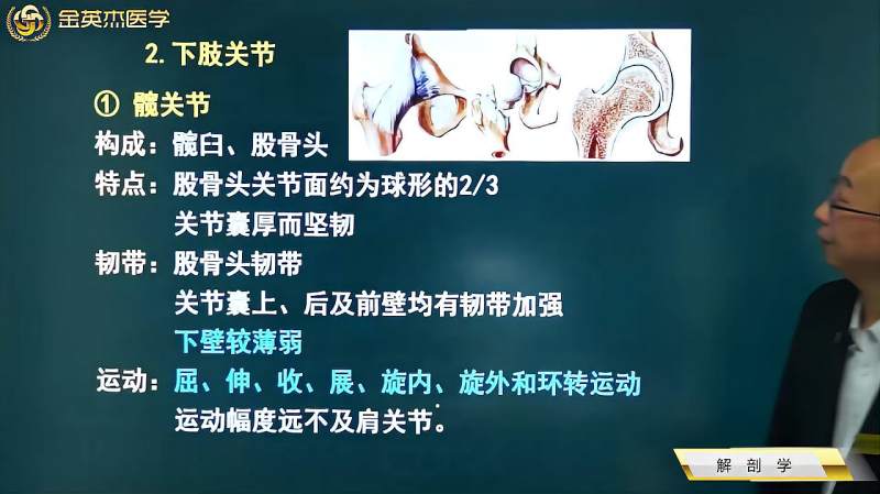 临床解剖学之下肢关节:髋关节、膝关节、距小腿关节构成及运动等