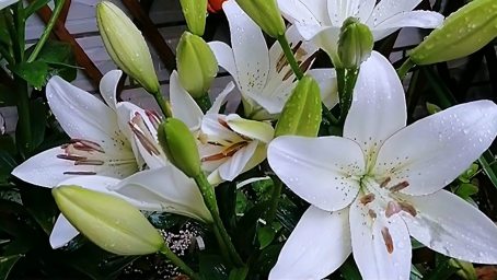 剪一把百合花插瓶 一个小技巧 延长花期 不再担心花粉过敏 家居 园艺 好看视频