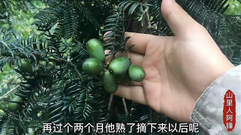 植物香榧是什么样的