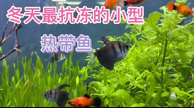 e10d397238f99cc88f3e93ef850b4f59.jpeg@s_2,w_681,h_381,q_100