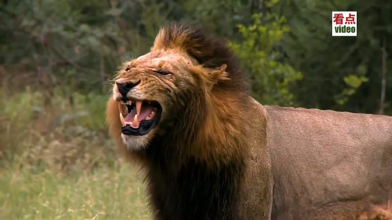 坏男孩兄弟联盟崛起8铁杆兄弟卷尾壮烈战死t先生回归本家称王