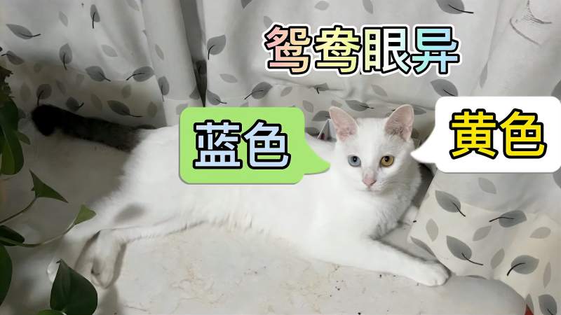 猫咪鸳鸯眼:一只蓝色,一只黄色,大家发现了吗?知道什么原因吗