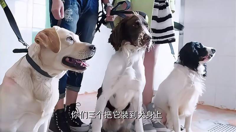 警花与警犬博士替人调教宠物犬不料突然失控杜飞一招制服