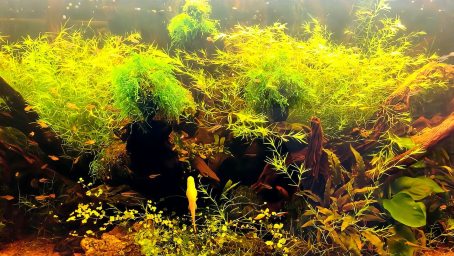 水草状态爆表的底砂过滤草缸 日常维护和除藻 家居 园艺 好看视频