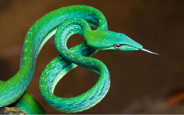 认识我国的蛇类,绿叶林间的绿色精灵:绿瘦蛇