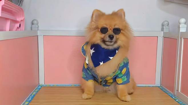 我家的博美犬 好看视频 我家的博美犬 好看视频