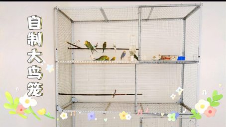 花400多元diy超大号鸟笼 放4个繁殖箱 目前遇到的问题是没有门 生活 生活小技巧 好看视频