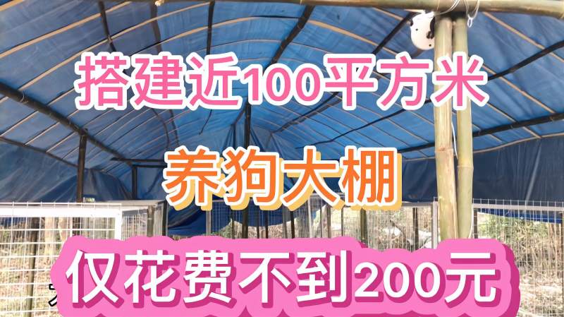 农村低成本创业搭建近100平方米的养狗大棚花费不到200元
