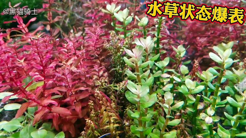 水草状态爆表的底砂过滤草缸 日常维护和除藻 家居 园艺 好看视频 水草状态爆表的底砂过滤草缸 日常维护和除藻 家居 园艺 好看视频