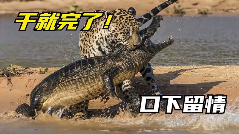美洲豹猎杀鳄鱼一口咬住鳄鱼脖子一分钟鳄鱼就被咬死