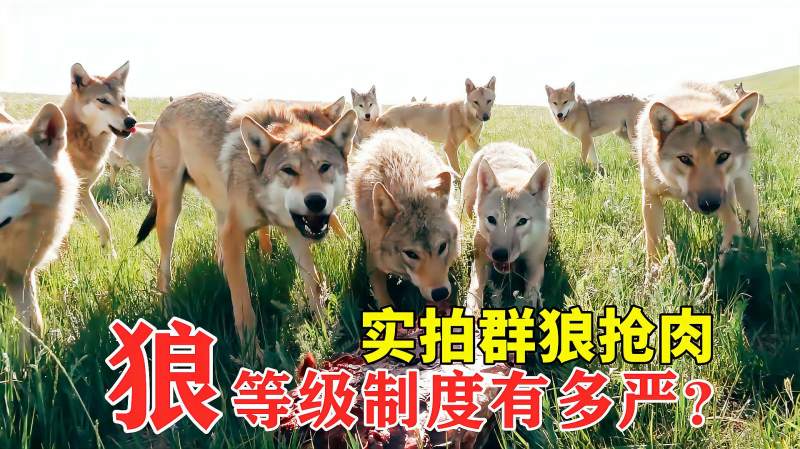 狼的等级制度有多严?男子实拍一群狼抢肉,看看谁的地位高,自然,动物,好看视频