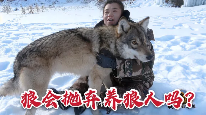 狼会算数 狼王目测投喂距离准确抢食 养狼人都觉得不可思议 自然 动物 好看视频