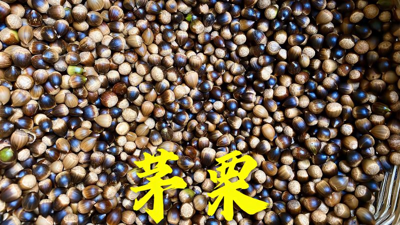 这种野生茅栗你们见过吗?云南大山到处都是,直接捡到两手发软,三农,农村户外,好看视频
