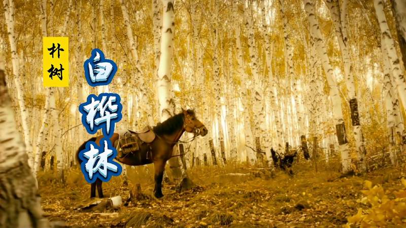 凄美的爱情故事白桦林朴树经典歌曲