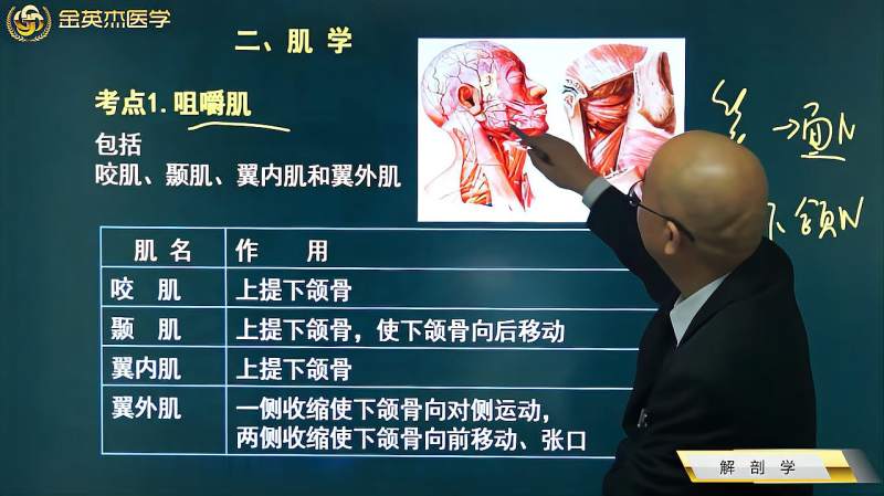 临床解剖学02肌学01咀嚼肌咬肌颞肌翼内肌翼外肌的作用