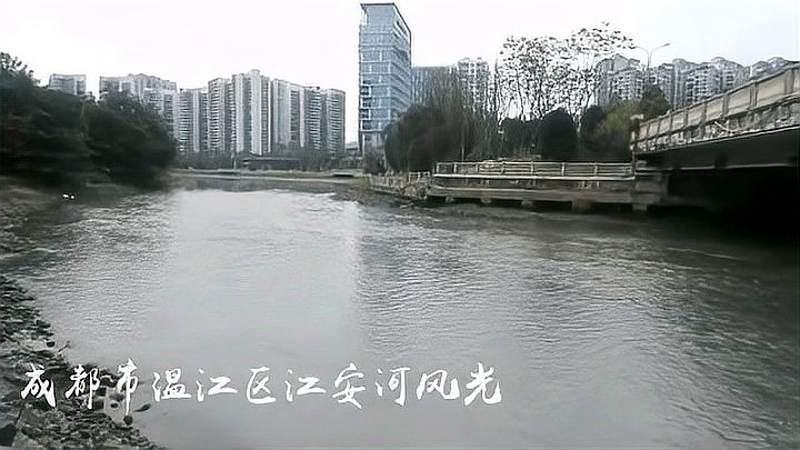 成都市温江区江安河白鹭双飞岸边公园鲜花丛丛美景留人醉