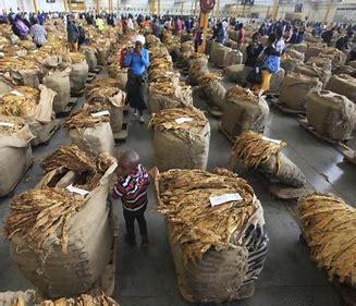 津巴布韦烟草与中国图片