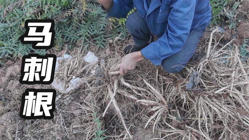 云南山里野菜也可以种植带你去村里看看马刺根