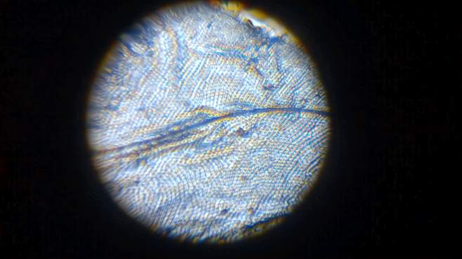 微镜下放大1200倍观察苍蝇翅膀看看是什么样的