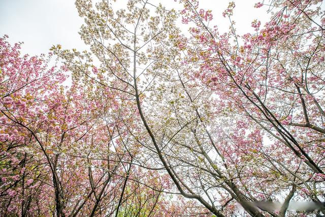 毕节樱花图片