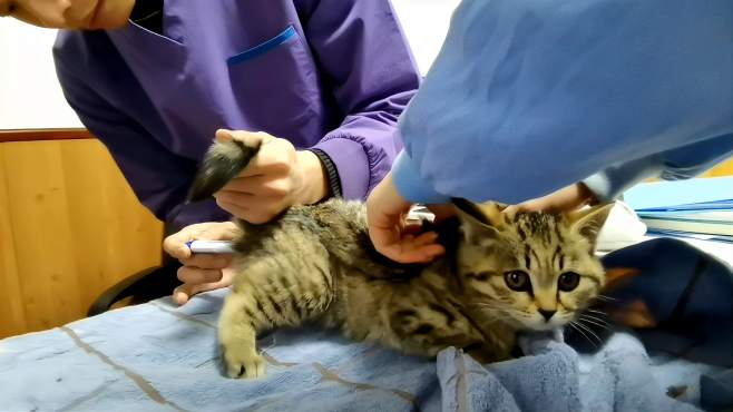 小猫发高烧带去医院，医生看一眼就说是猫瘟，不敢相信，不能接受
