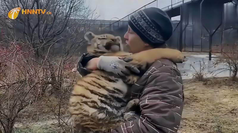 小老虎委屈巴巴饲养员抱着不停地安慰太有爱了