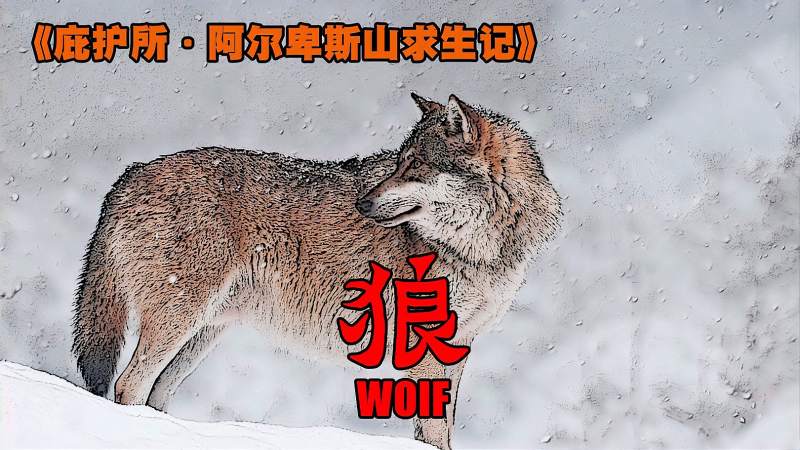 一头被驱逐出群的雌狼,为了养育幼崽,不惜跨越千里寻找安全之所,自然,动物,好看视频
